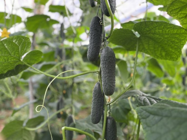 Bejo pepino 3719
