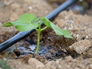 COAG agua cultivo gotero