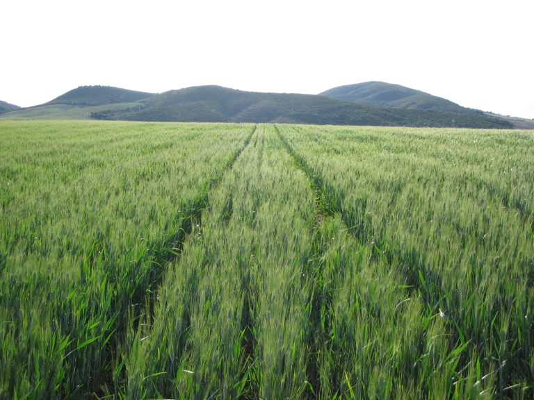 Campo de trigo bajo técnicas de Agricultura de Conservación