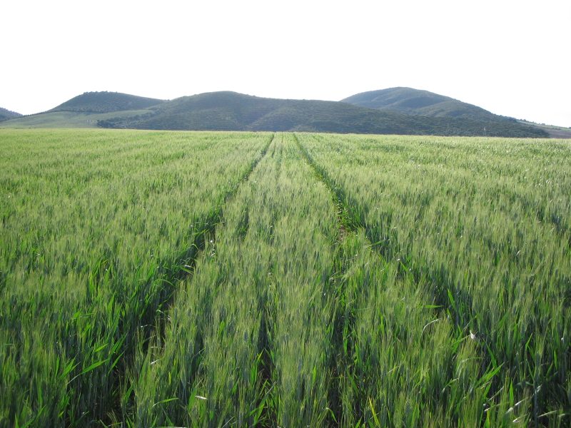 Campo de trigo bajo técnicas de Agricultura de Conservación