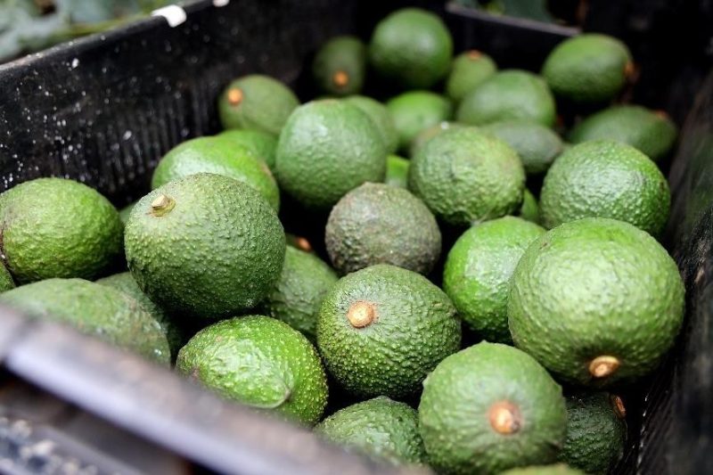 AGUACATE