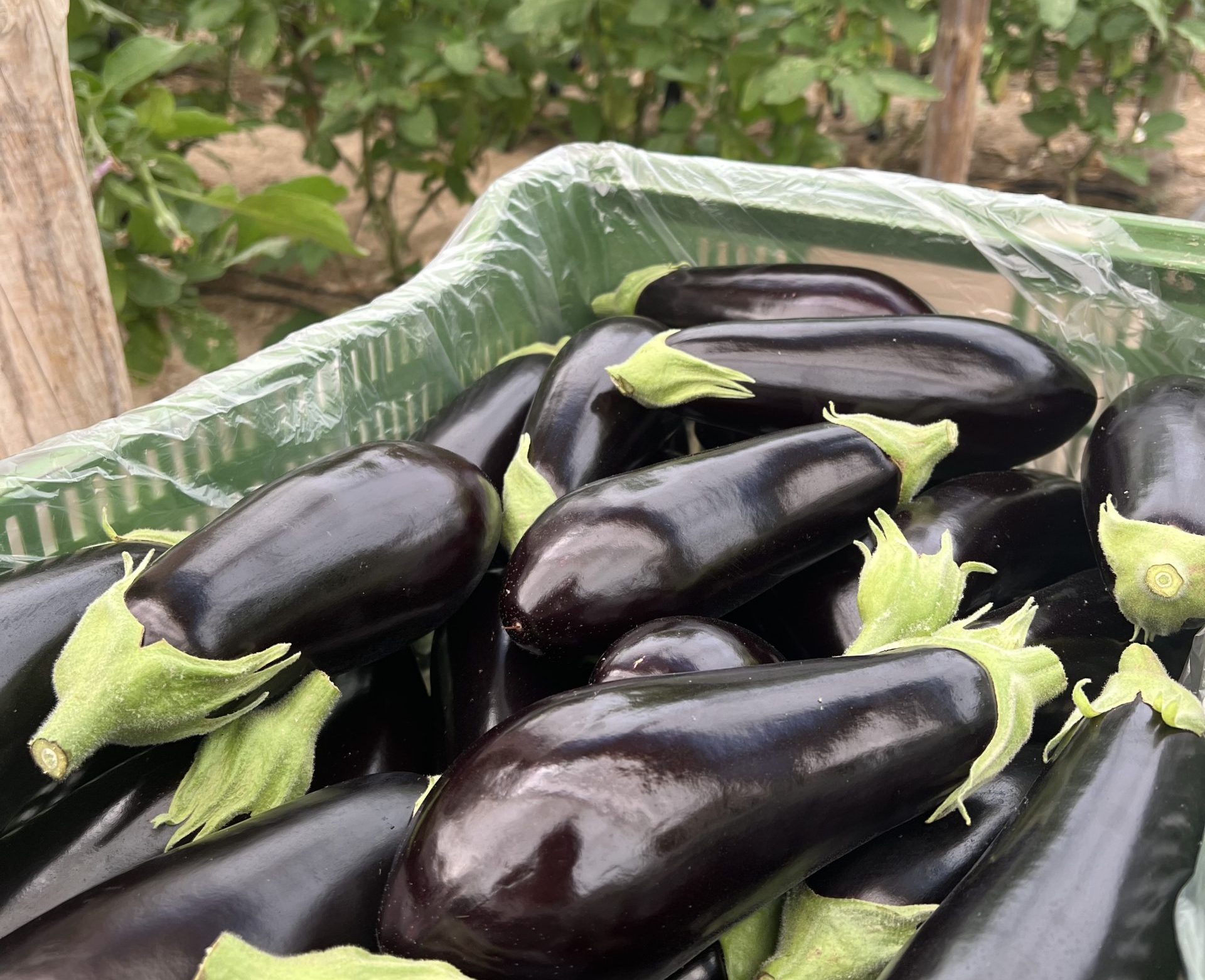 Berenjena-larga-negra