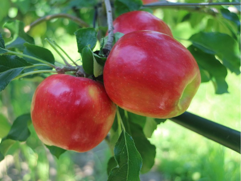 CIV Manzana Lilibet(R) CIVM35