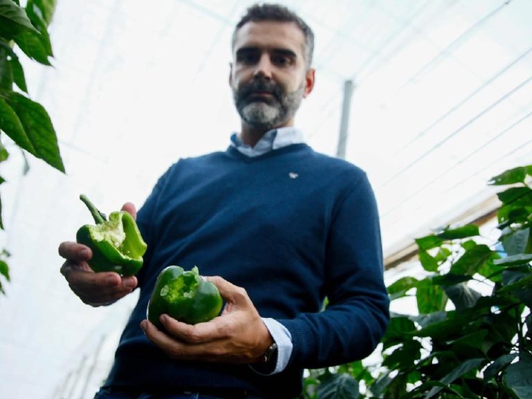 DANA Consejero andaluz pimiento daños invernadero