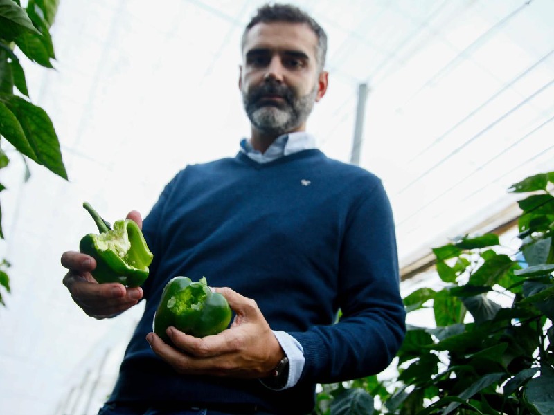 DANA Consejero andaluz pimiento daños invernadero