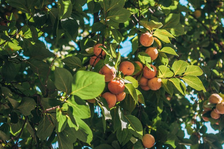 Closeup,Of,Persimmon,Fruit,Ripening,On,Branches