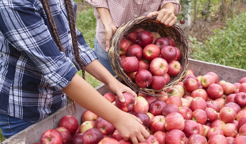 Organic apples