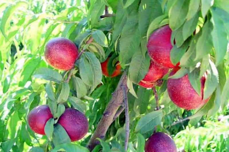 fruta de hueso