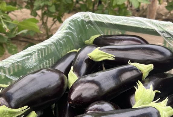 berenjena-hortyfruta_4_1000x574