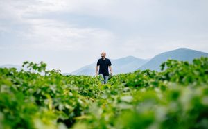 potato-days-hzpc-day-2400