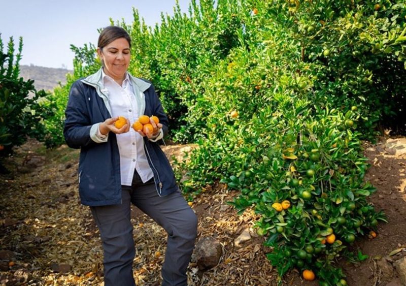 isabelina-la-mandarina-chilena-sin-semillas-que-conquistara-el-mundo-