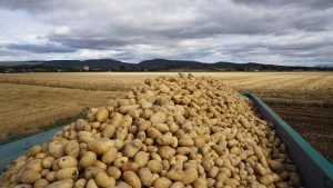 patatas-francesas-campo