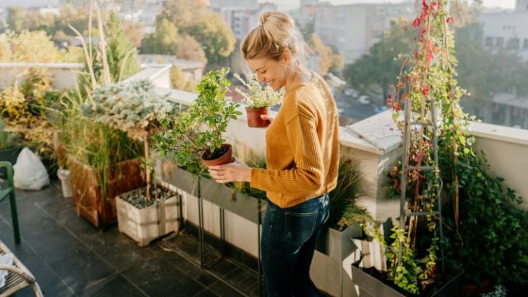 planta viva