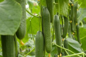extensión-de-norma-en-pepino