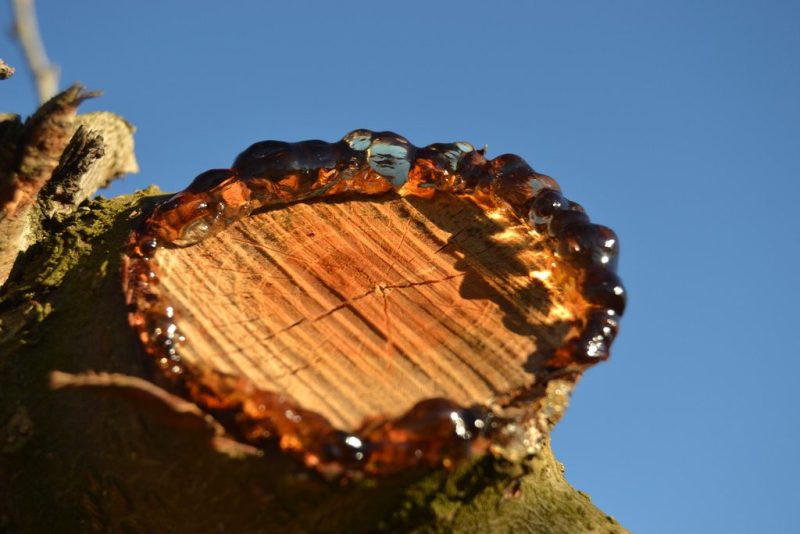 gomosis-de-los-cítricos