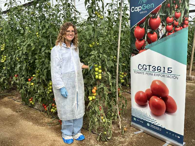 CapGen Seeds tomate pera Rocío Redondo