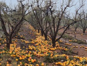 naranja-española-dana