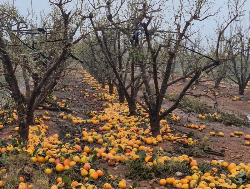 naranja-española-dana