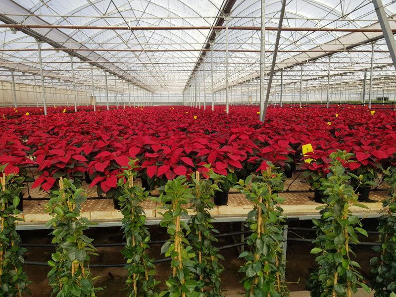 Flor-de-Pascua_Semilleros Laimund