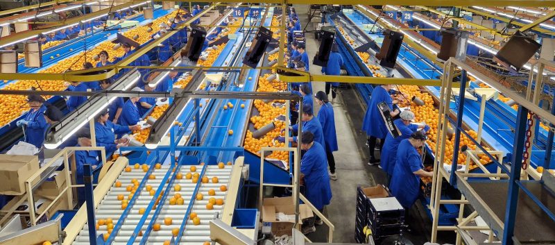 campaña-citrícola-valenciana-spanish-citrus-season