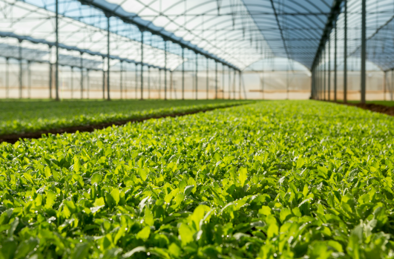 cultivo-protegido Florette-baja