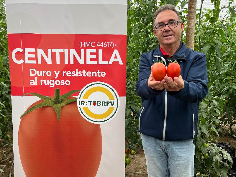 HMCLAUSE Centinela, el nuevo tomate pera con resistencia a rugoso