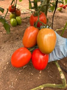 HMCLAUSE Centinela tomate pera con resistencia a rugoso