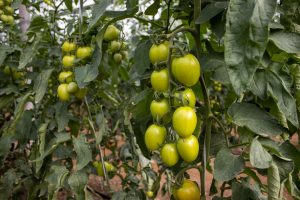 campgenseeds-resistencia-rugoso-CGT3615 