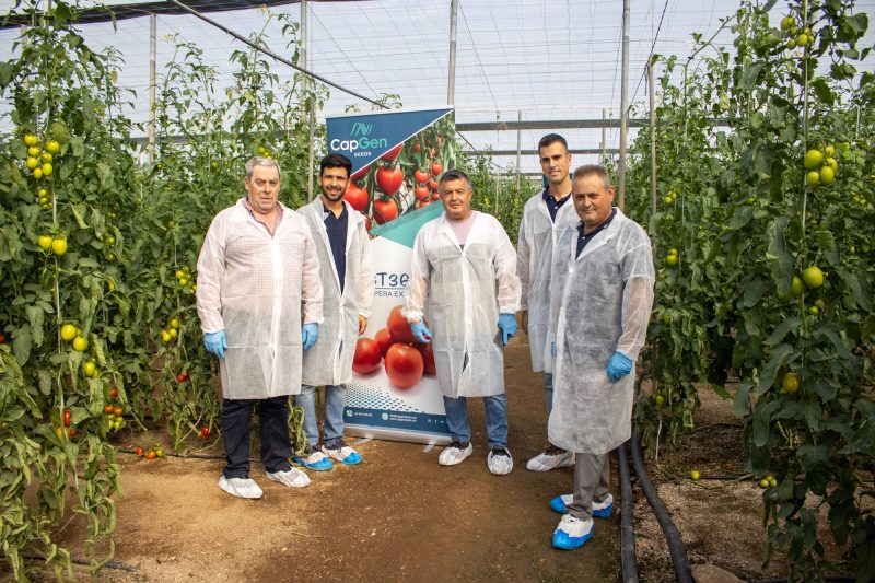 capgen-seeds-nijár-tomate-pera