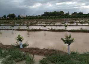 citricos-dana-valencia