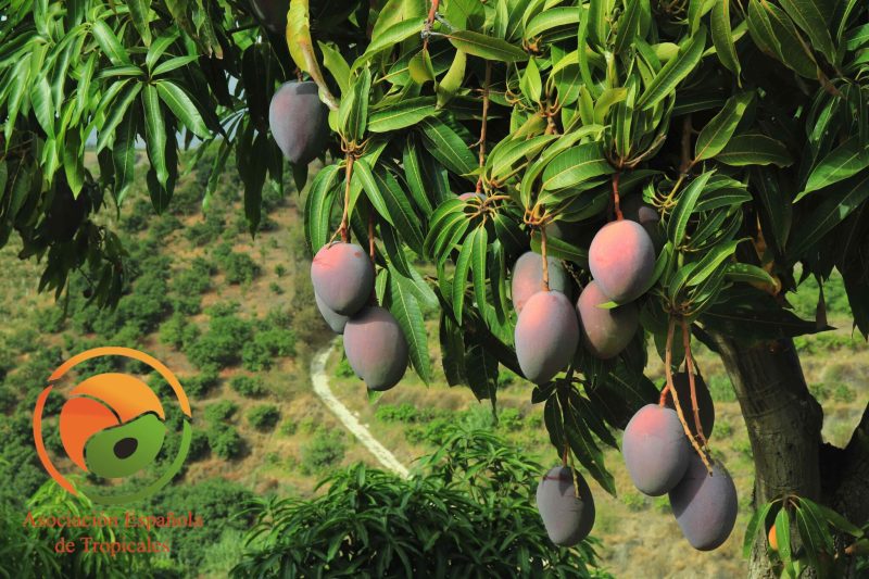 MANGO-DE-MÁLAGA