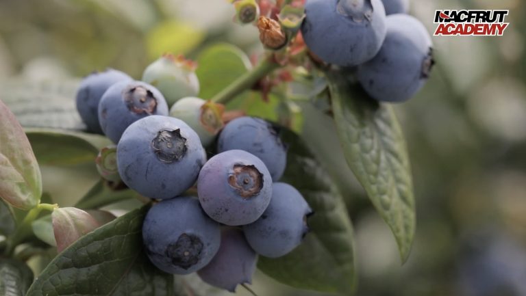 blueberry-supply-chain-macfrut