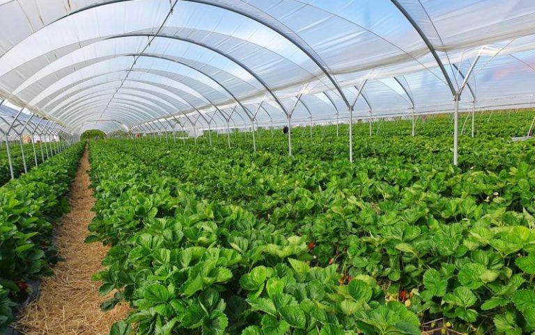 Macfrut_Nursery