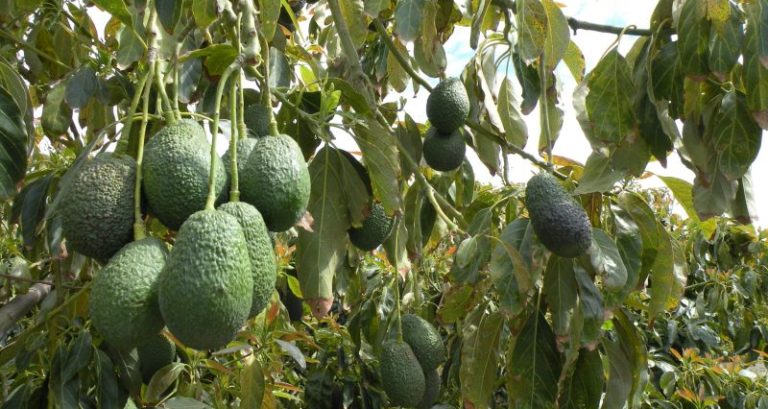 AGUACATE-MALAGUEÑO-MONTOSA