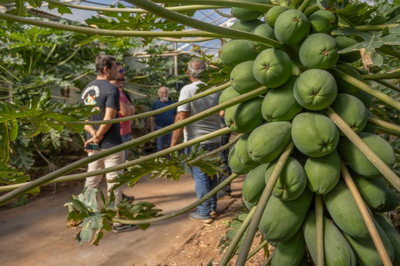 capgen-seeds-papayalab