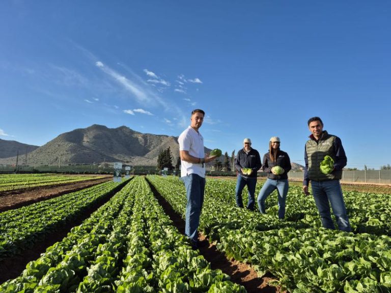 VILMORIN MIKADO jornadas lechuga otoño