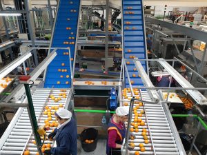 Sin acuerdo entre sindicatos y empresarios citrícolas