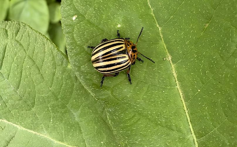 escarabajo-de-la-patata