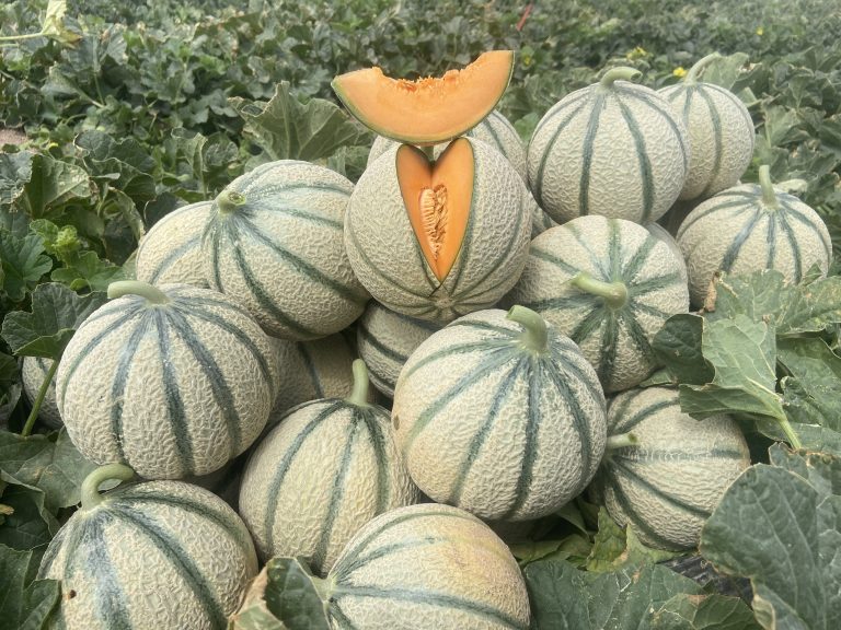 resistencia-en-melón