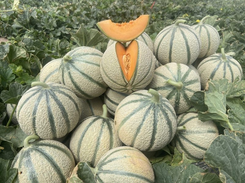resistencia-en-melón