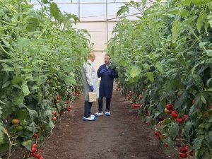 BASF Nunhems Tomato Experience Murcia_invernadero