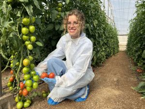 CAPGEN SEEDS tomate resistente rugoso CGT3615