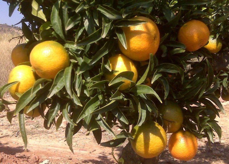 ANECOOP-SANIDAD-VEGETAL