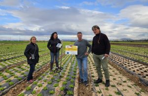 Ensayos NITROSFERA en finca de Agromediterránea (1)