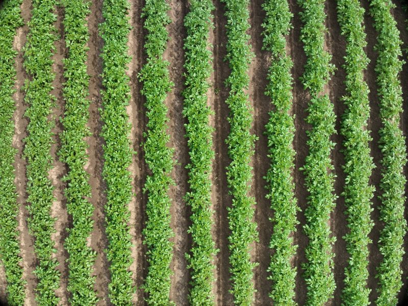 MILDRON-CULTIVO-DE-PATATA