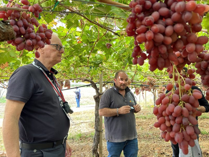 table-grape-tour-business