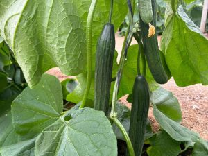 SYNGENTA Genética y Resistencia Nueva Delhi_pepino jornada campo