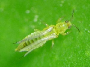 S_aurantii1