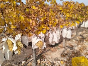 Uva-mesa-Vinalopó-pesticidas-prohibidos-ue
