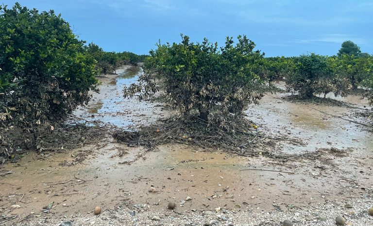 dana_citricos_tavernes